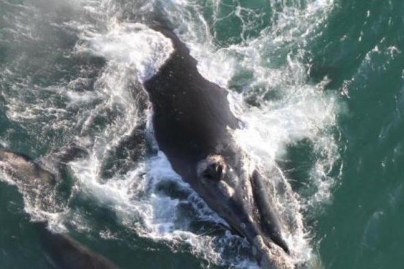 Florianópolis é palco de evento mundial que discute o fim da proibição da caça comercial de baleias