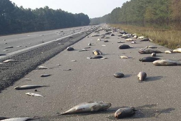 Após furacão Florence, milhares de peixes mortos aparecem em estrada